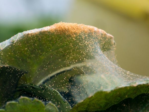 Los insecticidas ayudarán a deshacerse de la plaga.