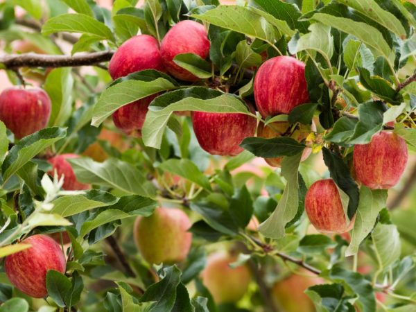 Det är nödvändigt att mata äppelträdet från tre års ålder