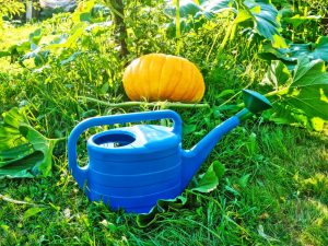 Watering pumpkin outdoors