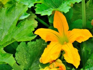 Πρόληψη της εμφάνισης άγονων λουλουδιών στα κολοκύθια