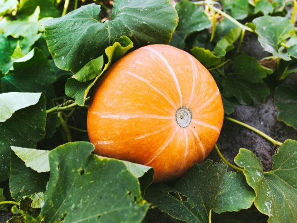 Characteristics and rules for growing pumpkin Russian woman