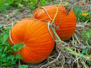 Sweet pumpkin varieties and care