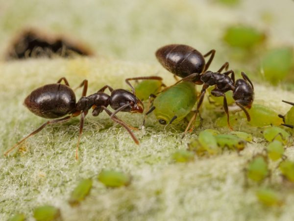 Es necesario deshacerse de las hormigas en la zona.