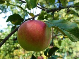 Funktioner av Welsey-äppelträdet