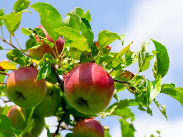 Larver kan skada äppelträdet