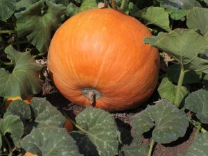 Features of growing pumpkin Smile