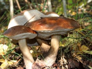 Ciuperci Naro - regiunea Fominsk