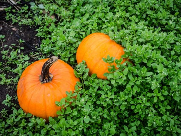 Vlastnosti pěstování dýňových odrůd Vitaminnaya
