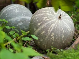 Characteristics of the Volzhskaya gray pumpkin variety