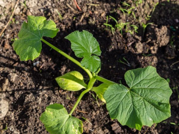 I norra Ryssland är det bättre att odla zucchini i ett växthus.