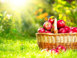 Popis odrůdy jabloně „Zvezdochka“