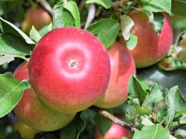 Cultivarea unui măr de anason