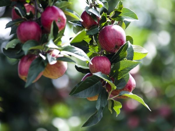 Funktioner av att odla ett äppelträd Antey