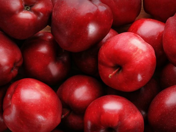 Arbat sloupovitá odrůda jablek
