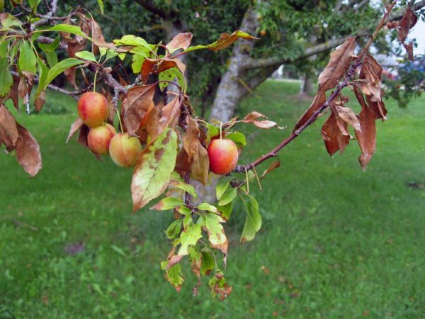 Behandeling van een bacteriële verbranding van een appelboom