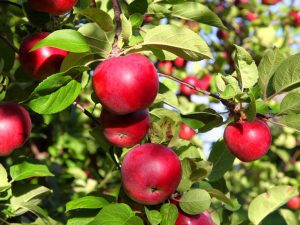 Odling av äppelträd vitrysk söt