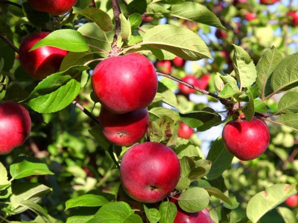 Odling av vitrysk söt äppelträd