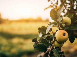 Características de las manzanas Berkutovskoe