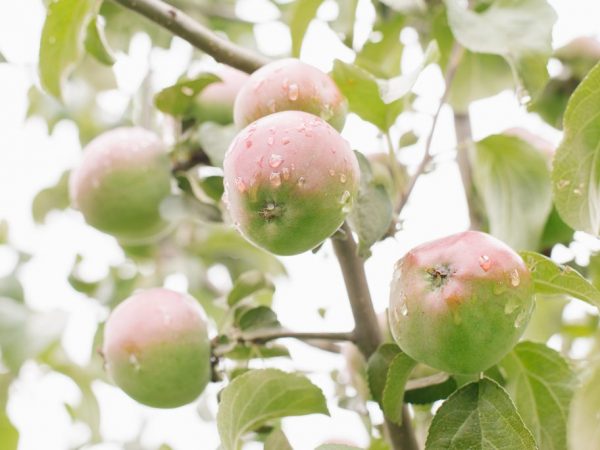 Fructele pot fi păstrate proaspete timp de cinci luni