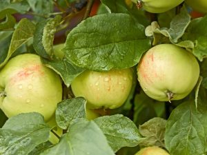 Ποικιλία μήλου Bogatyr