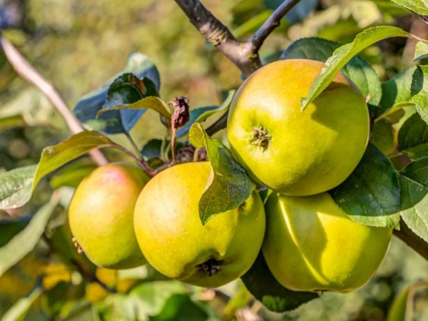 Kenmerken van de appelboom Bratchud