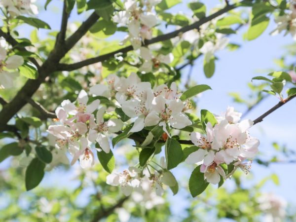 De verwerking helpt de appelboom te beschermen tegen ongedierte