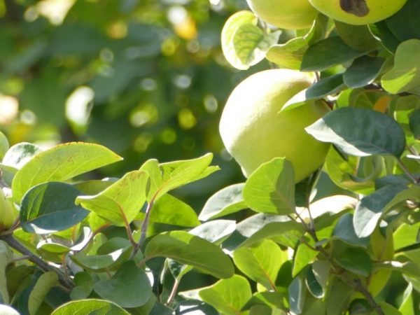 Odrůda jablek Bryanskoe