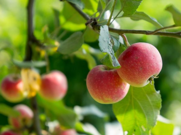 Het wordt aanbevolen om rijp fruit te oogsten.