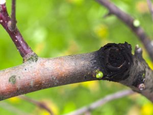 Bekämpa svart cancer på äppelträd