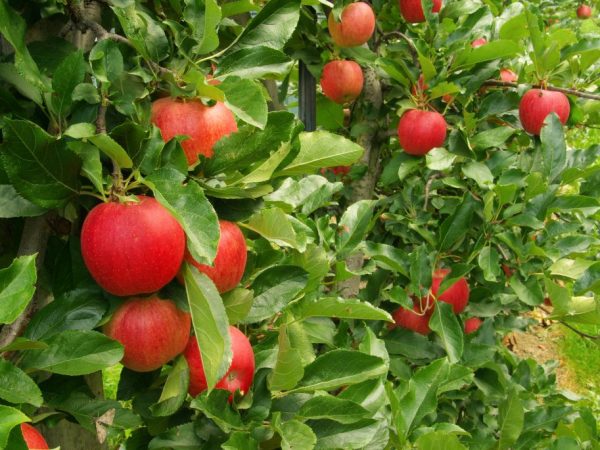 Ποικιλία μήλου Jeromini