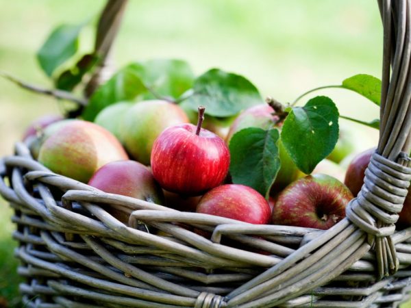 Äpplen hålls färska i två veckor