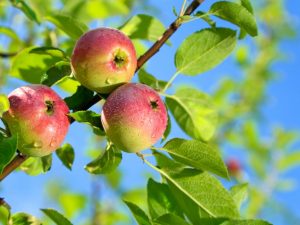 Odling av ett äppelträd Elena