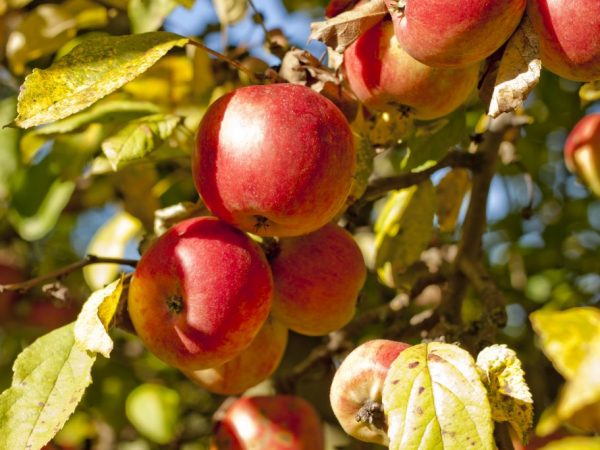 Odrůdová charakteristika jabloně Gala