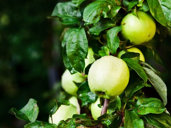 Odrůda Apple Golden Delicious