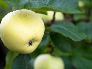 Odrůdová charakteristika jabloně Honey Crisp