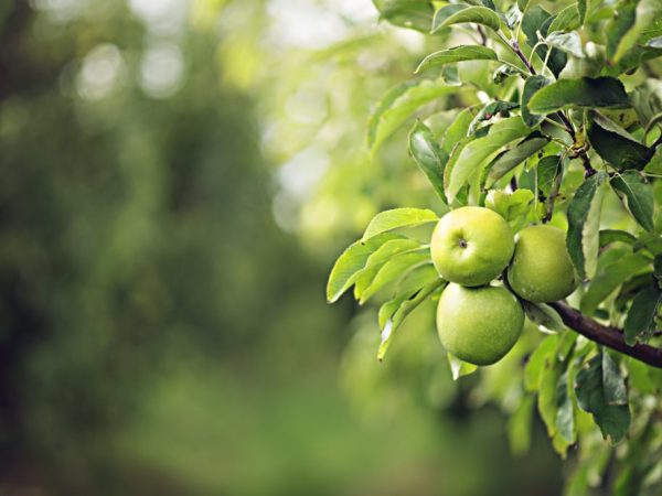 Äppelträdet behöver regelbundet vattnas