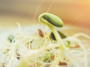 Funktioner av att plantera zucchini