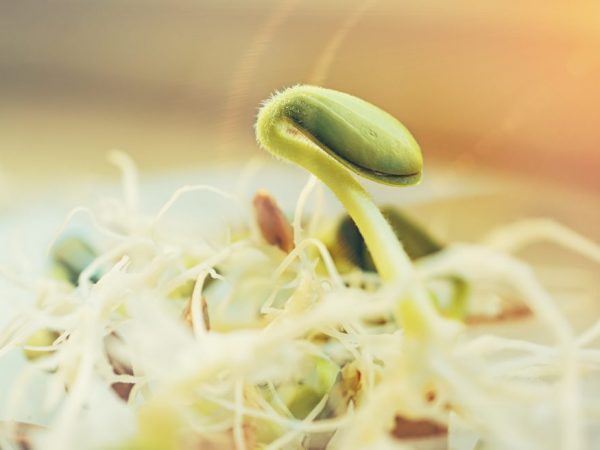 Funktioner av att plantera zucchini