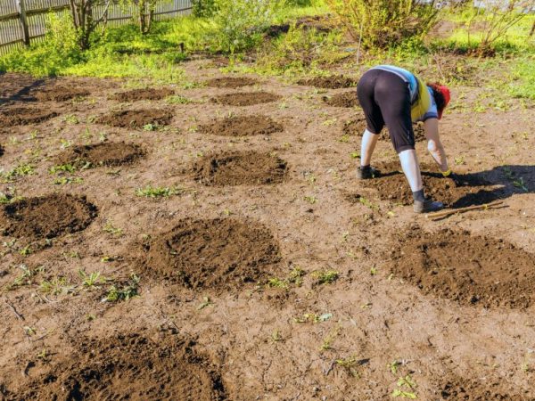 In warme streken worden de zaden direct in de grond geplant.