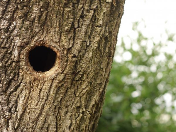 Regels voor het behandelen van een holte in een appelboom