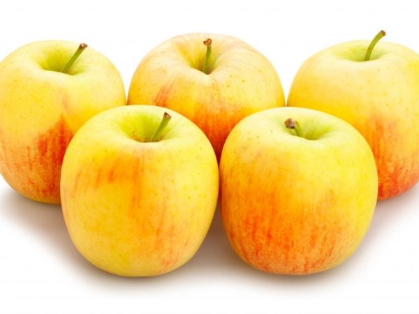 Geweldige appels als ze op de juiste manier worden geplant