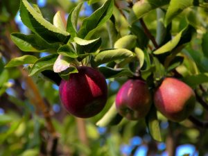 Sorteringsegenskaper hos äppelträdet Kitayka Kerr