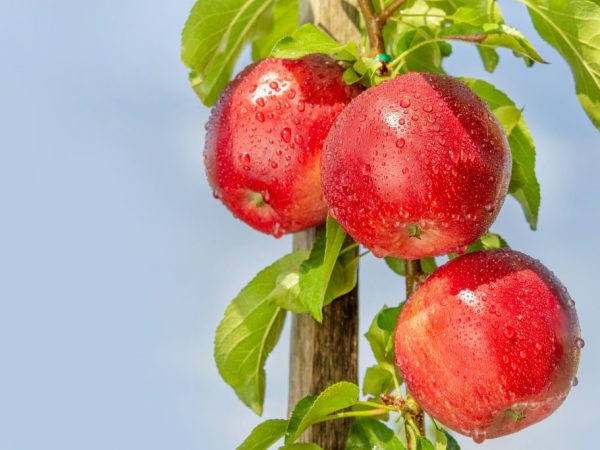 Zuilvormige appelboom Chervonets