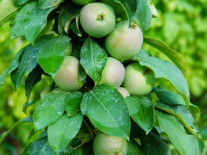 وصف شجرة التفاح العمودية Triumph