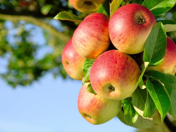 Äpple som växer kanel randigt