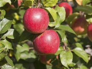 Όλα σχετικά με την ποικιλία μήλων Kovalenkovskoe