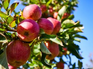 زراعة شجرة تفاح كوينتي
