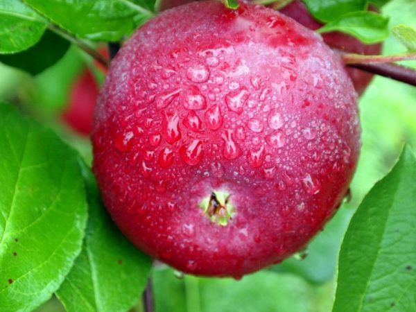 Appels groeien in alle regio's