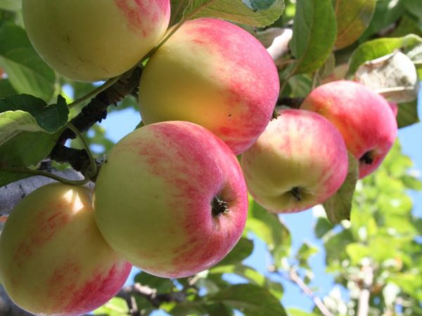 Rassenkenmerken van de Mantet-appelboom