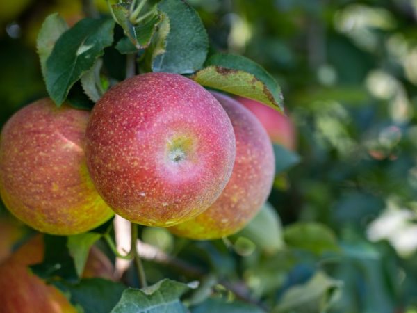 Pěstování jabloně Marat Busurin